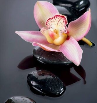 Black stones and pretty orchid