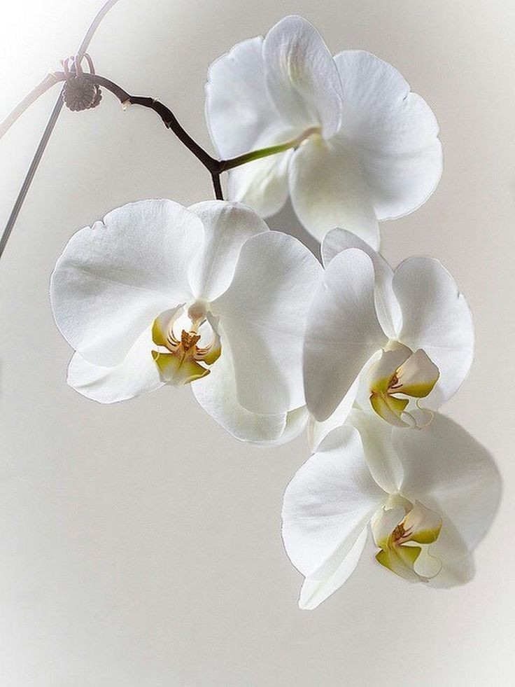 White orchid, erotic massage for couples